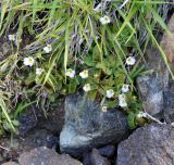 Pinguicula crystallina