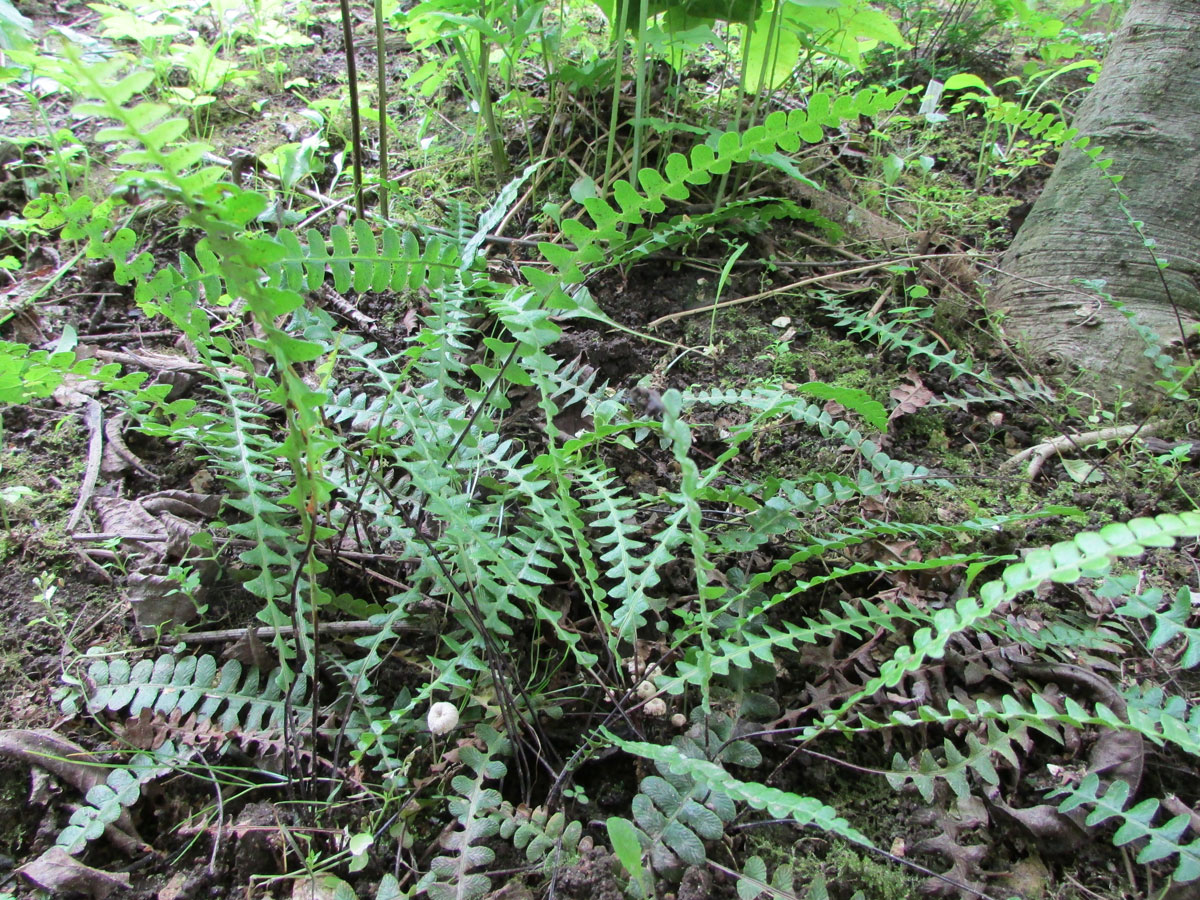 Image of Blechnum penna-marina specimen.