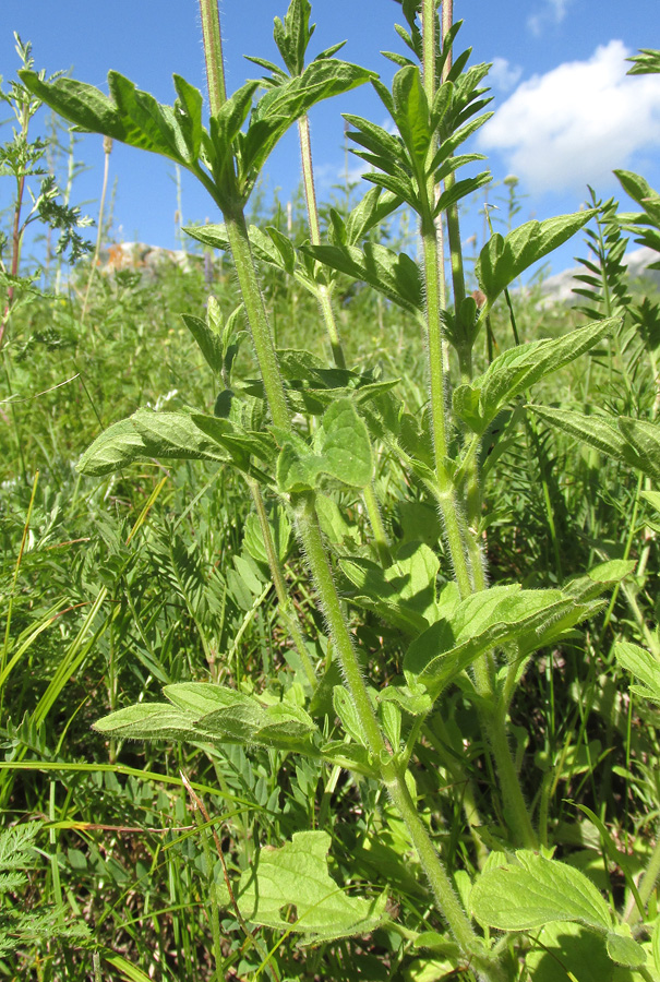 Изображение особи Schizonepeta multifida.