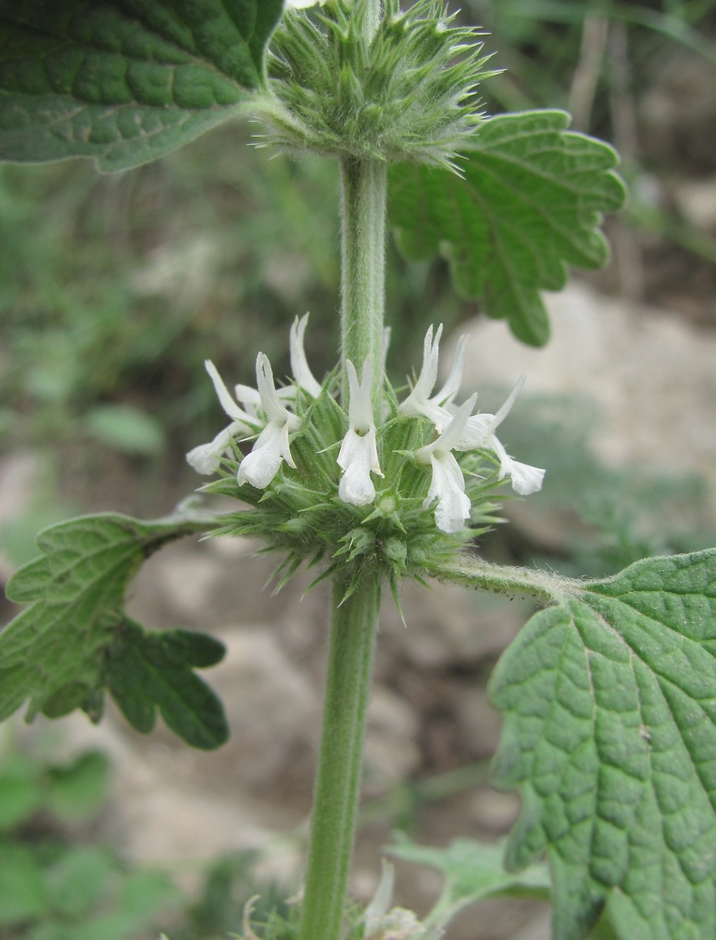 Image of Marrubium catariifolium specimen.