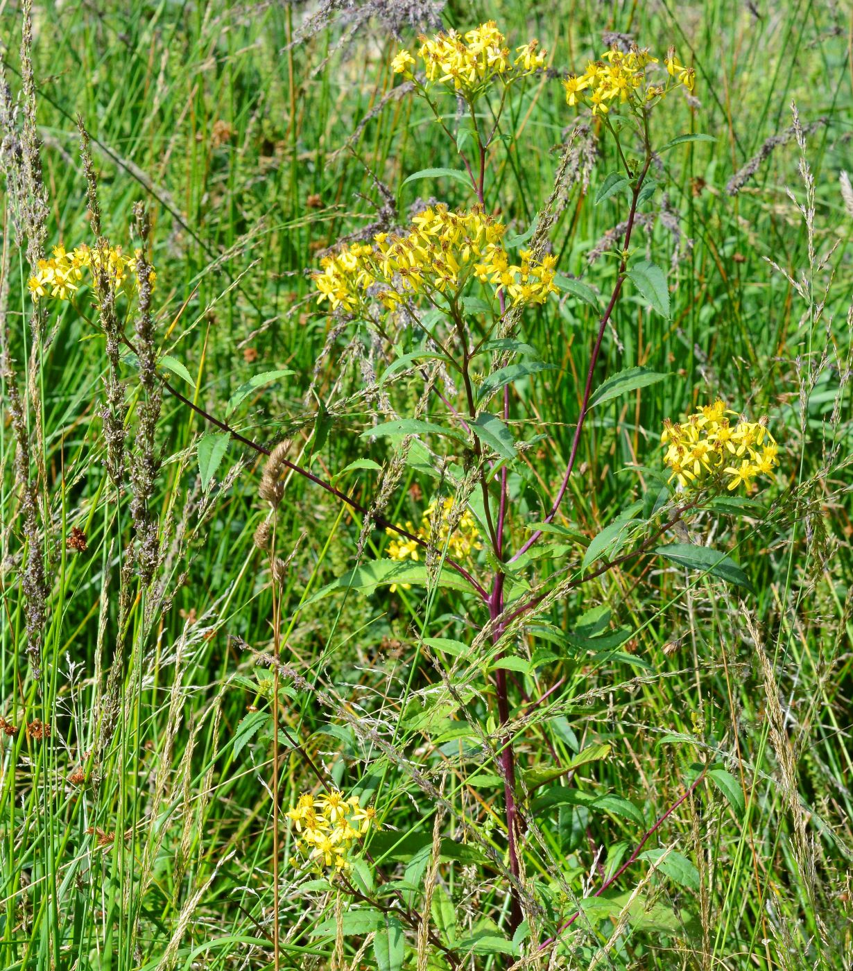 Image of Senecio ovatus specimen.