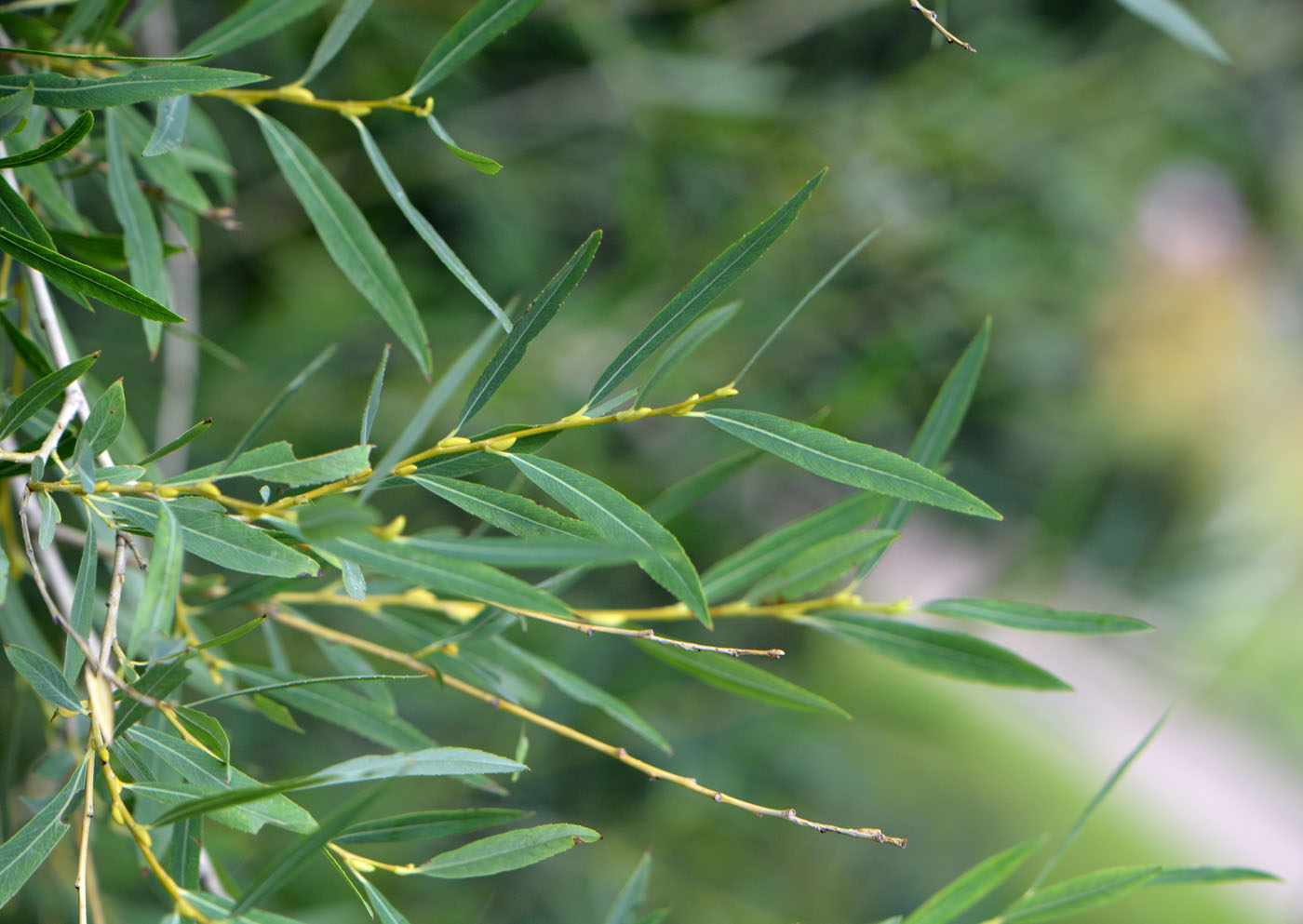 Image of Salix purpurea specimen.