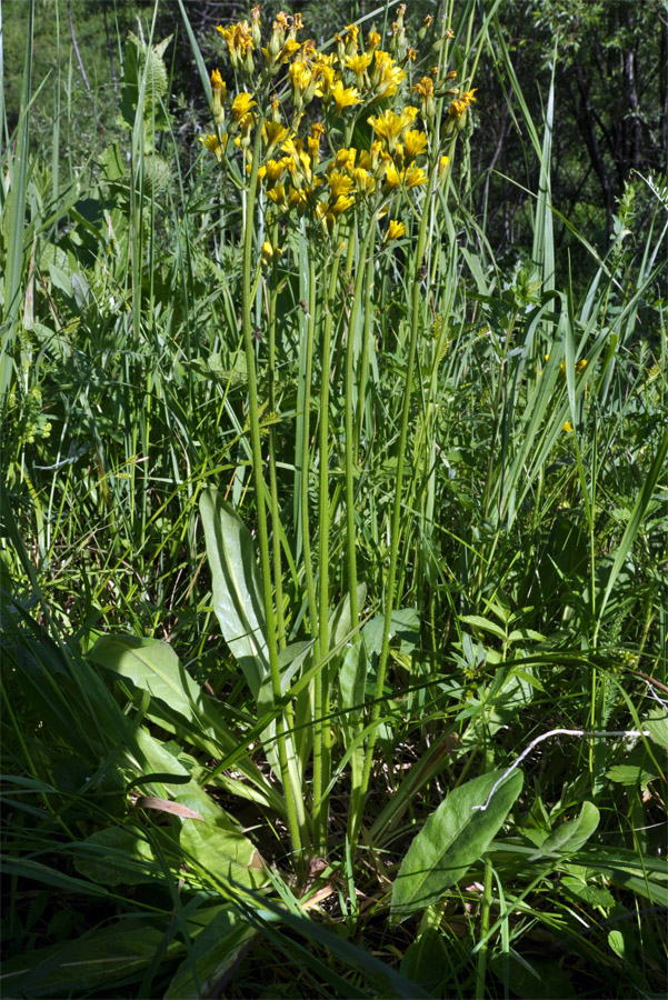 Изображение особи Crepis praemorsa.