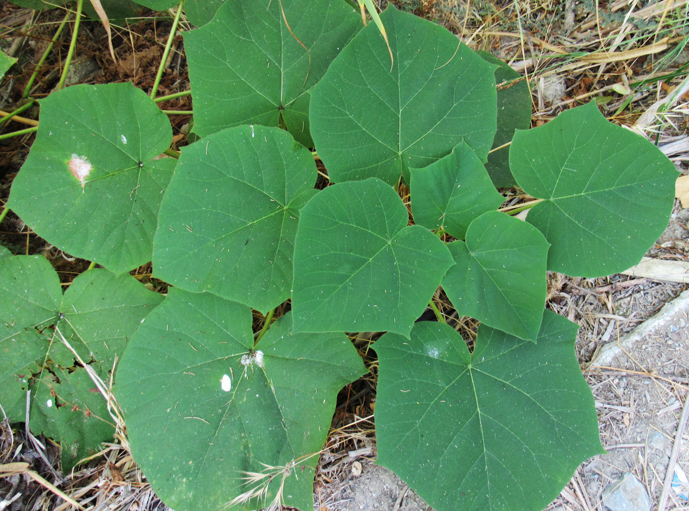 Image of Paulownia tomentosa specimen.