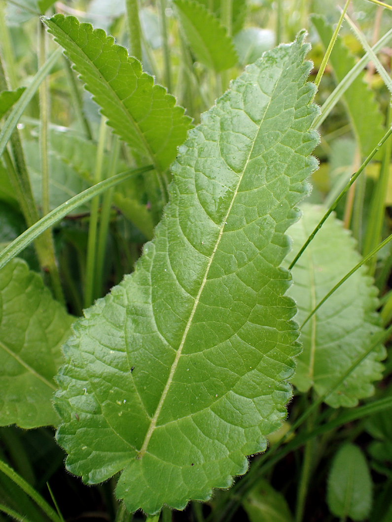 Изображение особи Betonica officinalis.