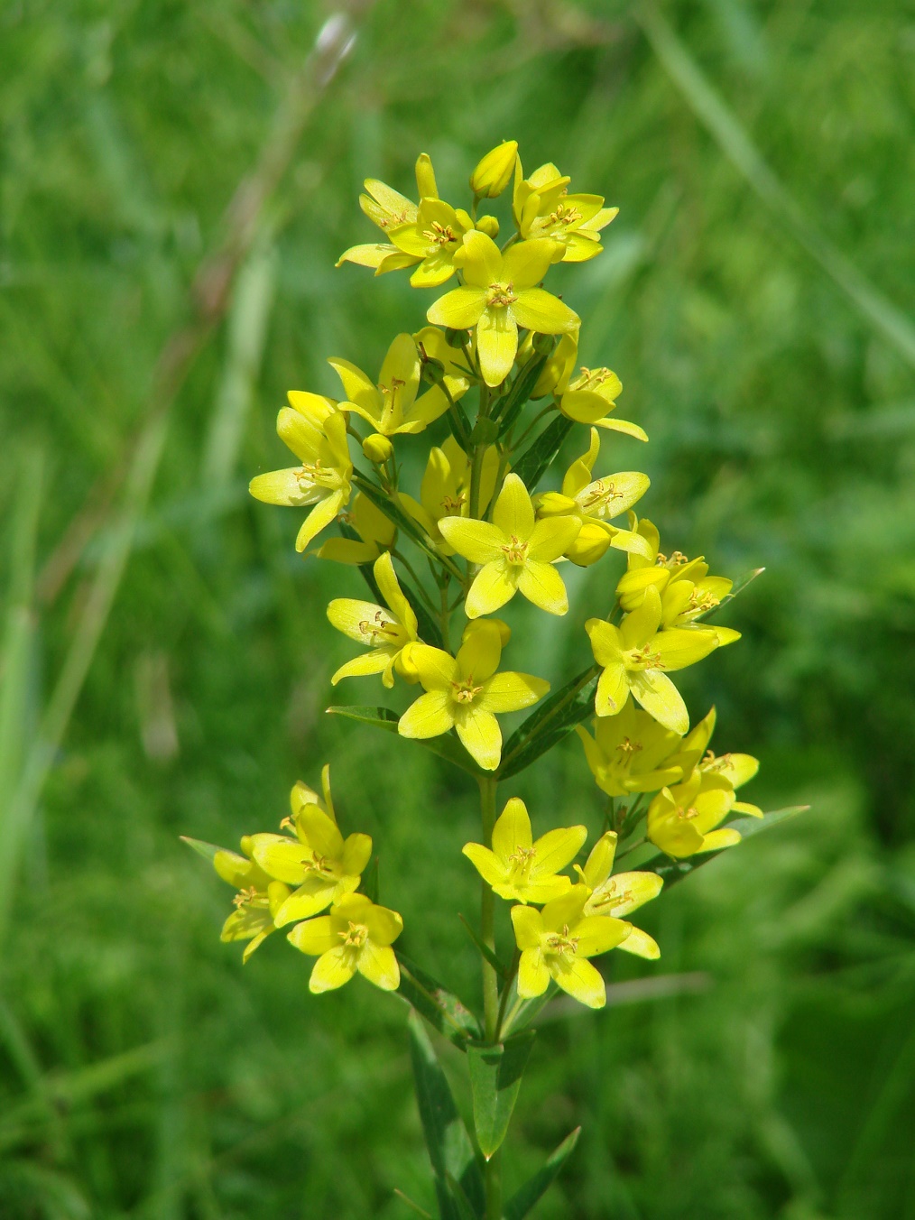 Изображение особи Lysimachia davurica.