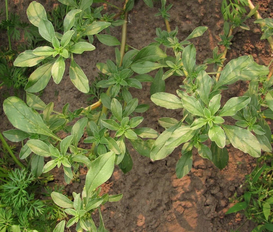 Image of Amaranthus blitoides specimen.