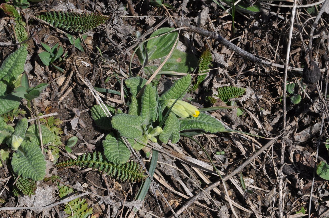 Image of Primula macrocalyx specimen.