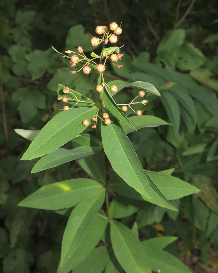 Image of Lysimachia davurica specimen.