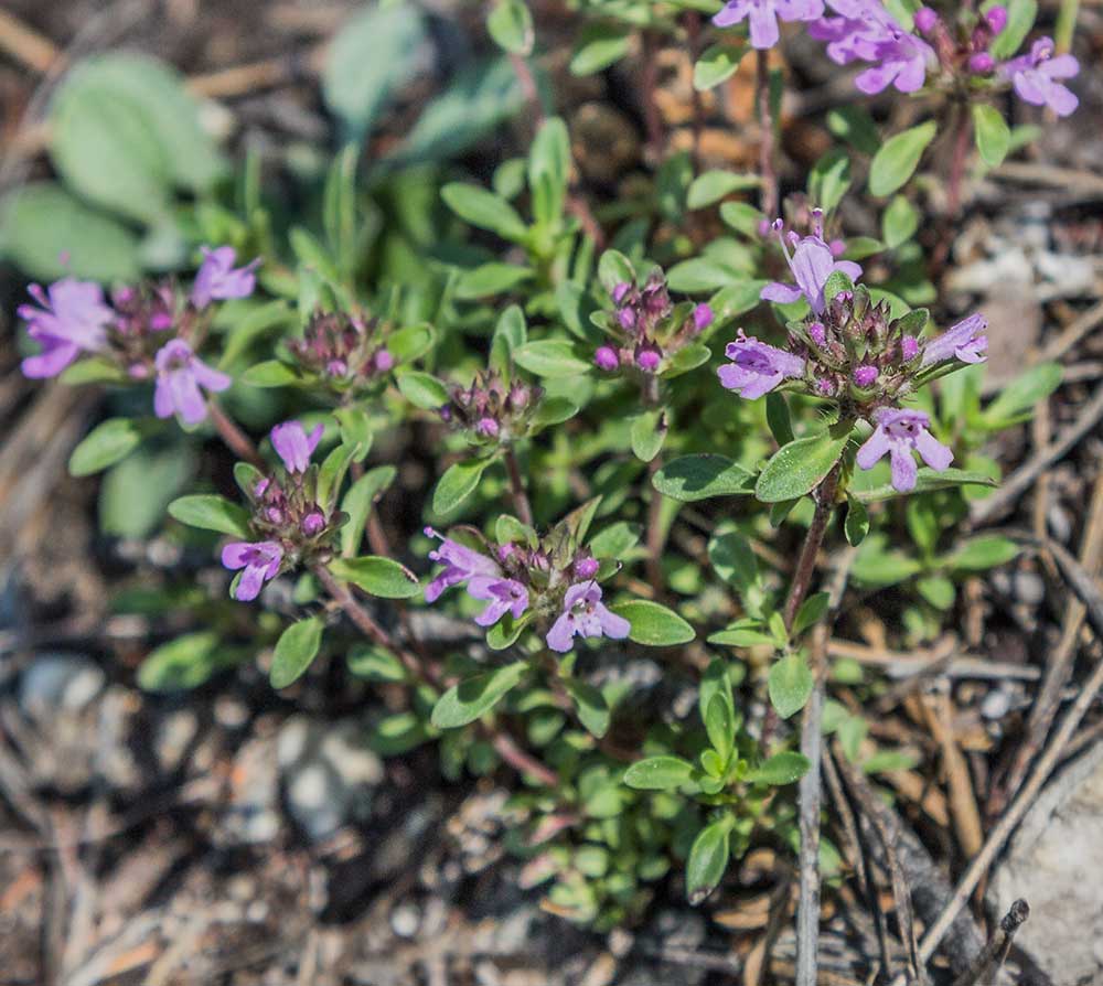 Изображение особи род Thymus.