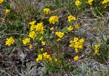 Draba sibirica