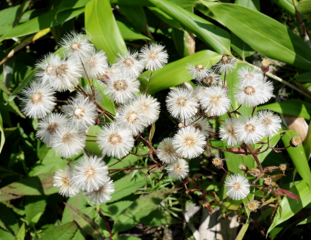 Image of genus Erigeron specimen.