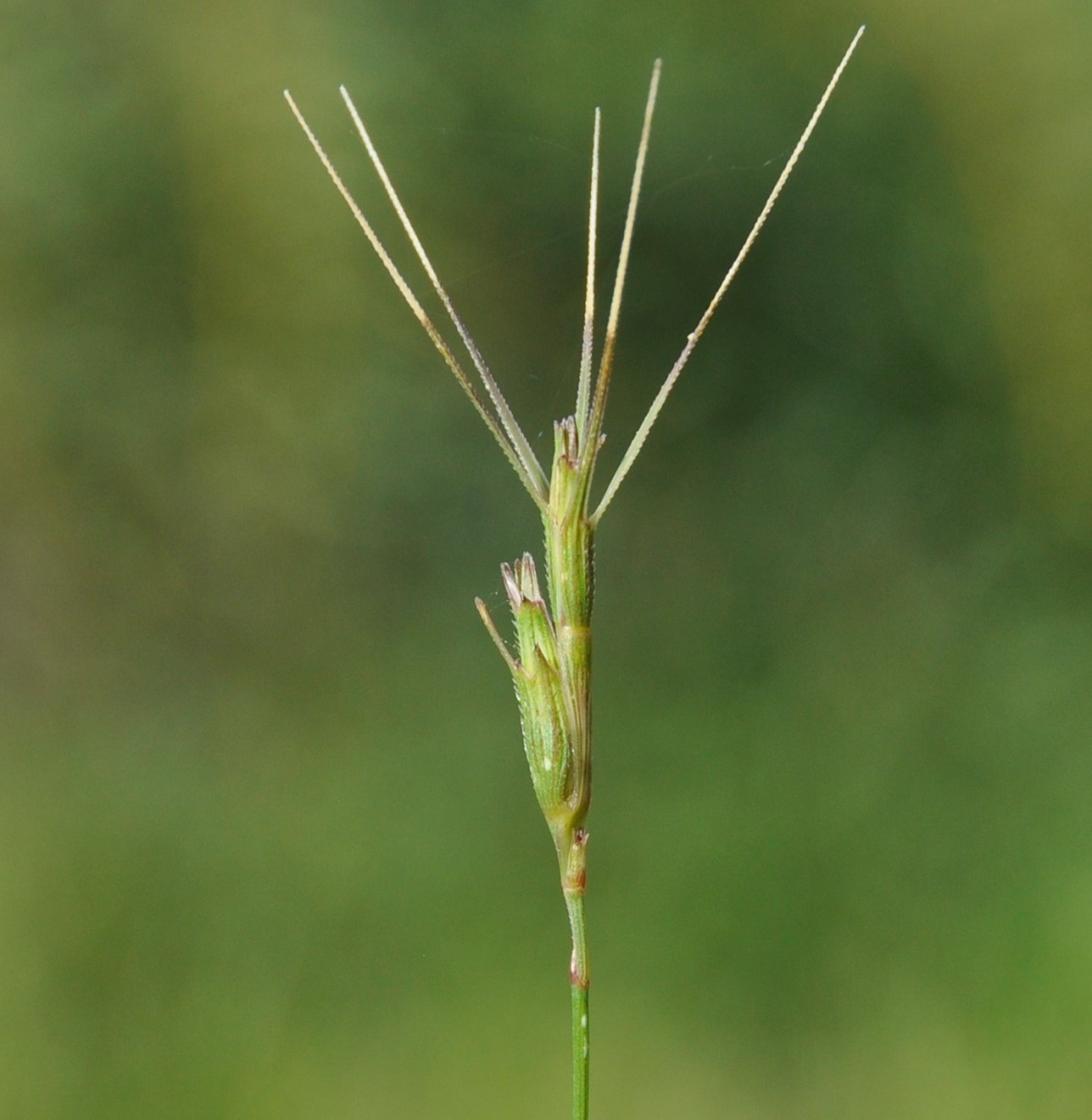 Image of Aegilops peregrina specimen.