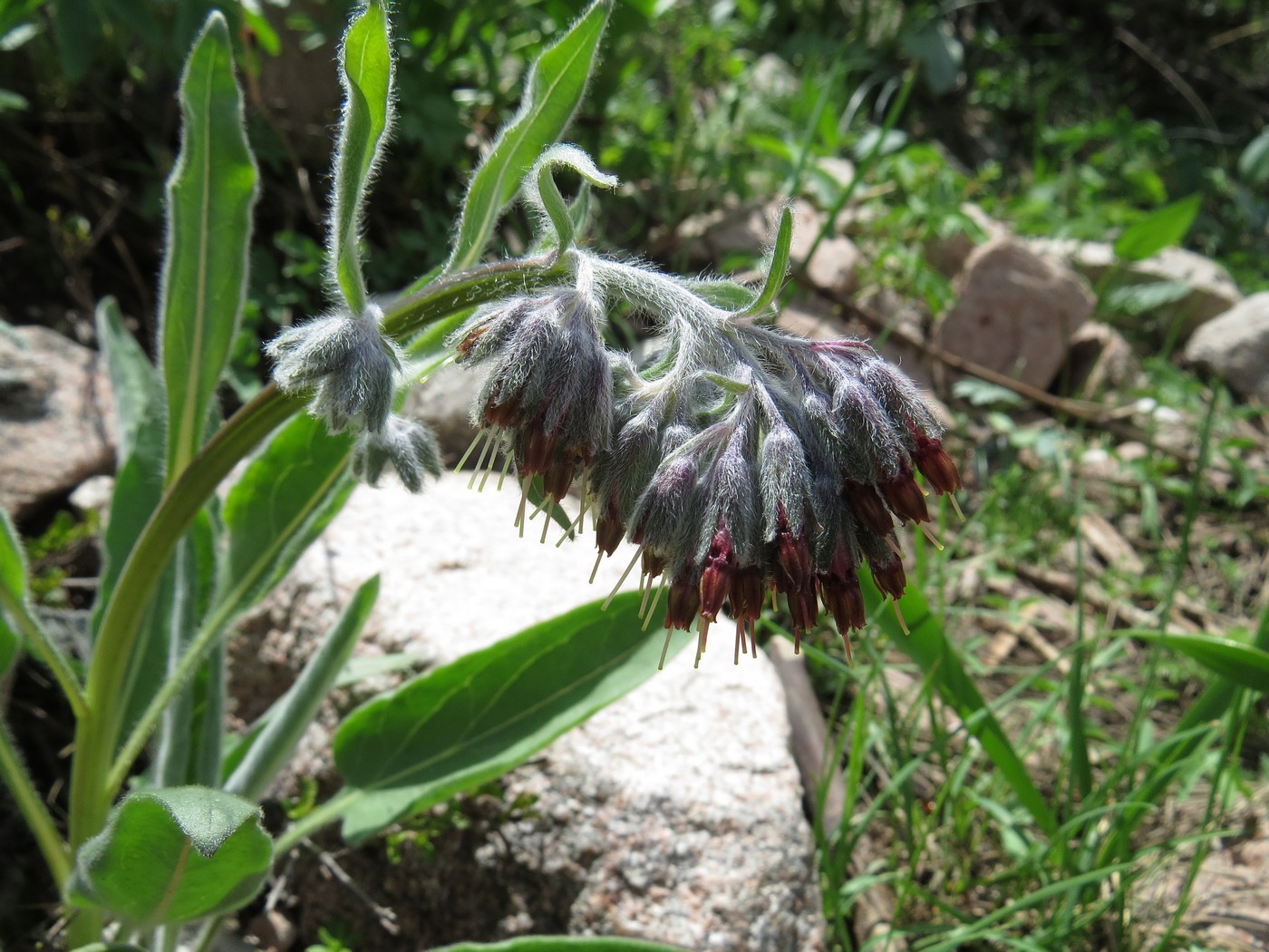 Image of Rindera oblongifolia specimen.