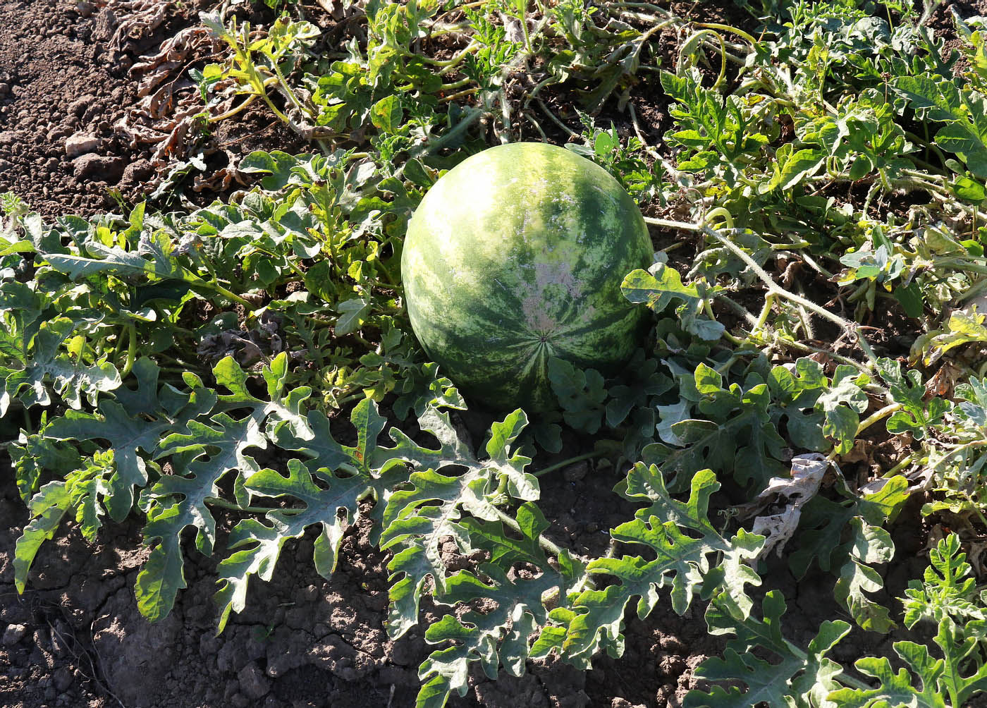 Изображение особи Citrullus lanatus.