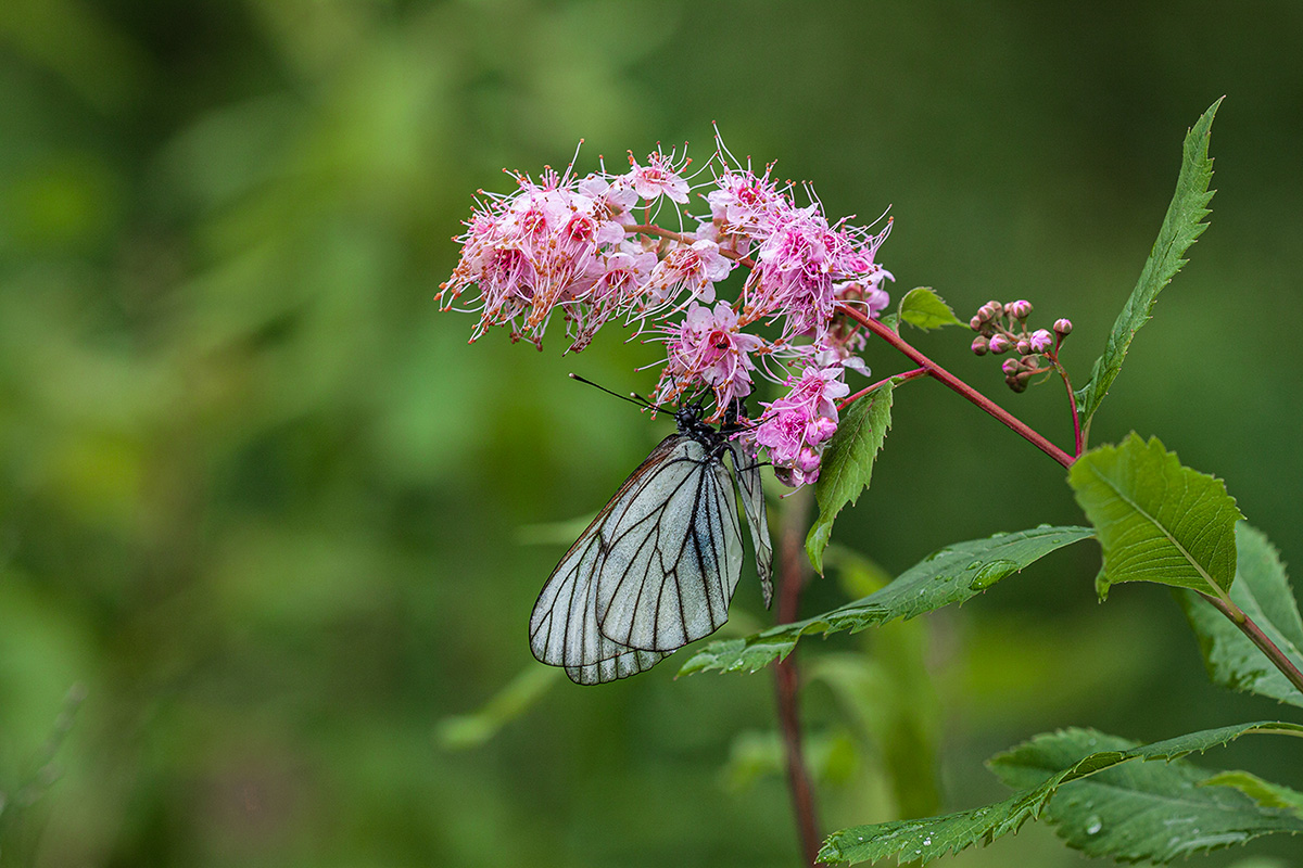 Изображение особи Spiraea salicifolia.