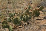 Opuntia tortispina