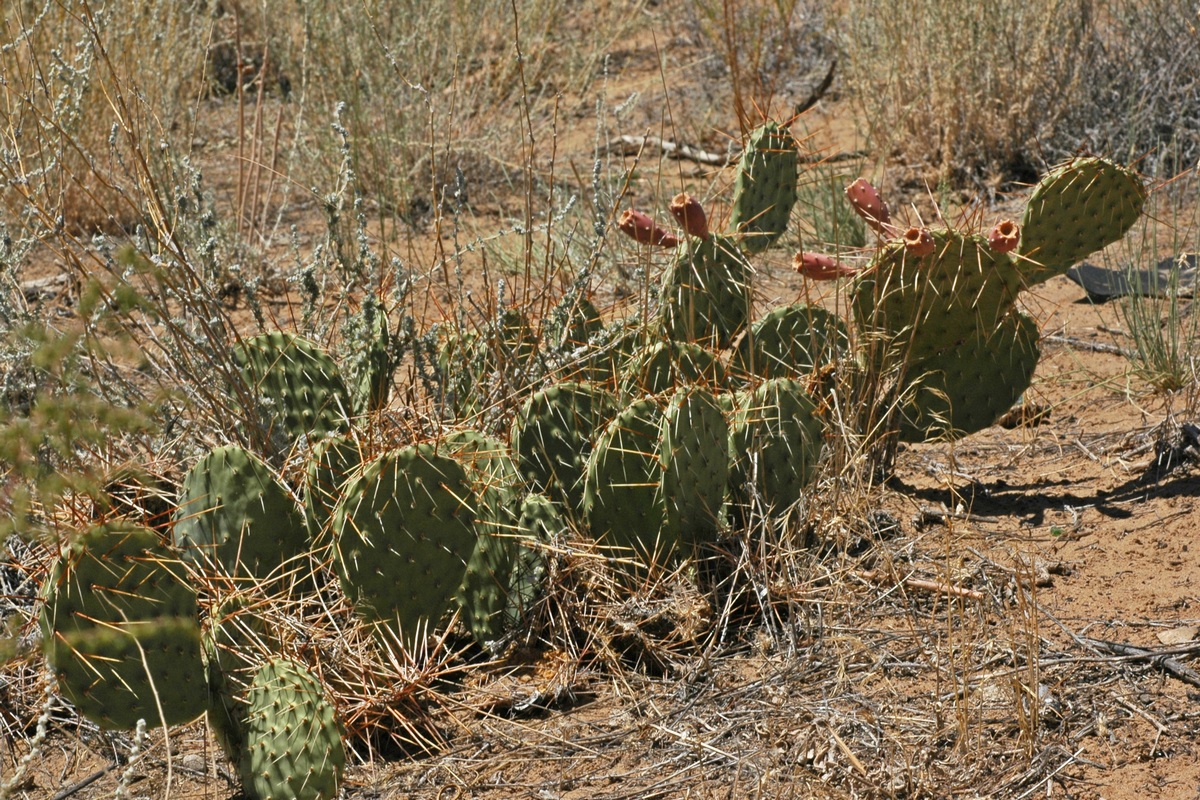 Image of Opuntia tortispina specimen.