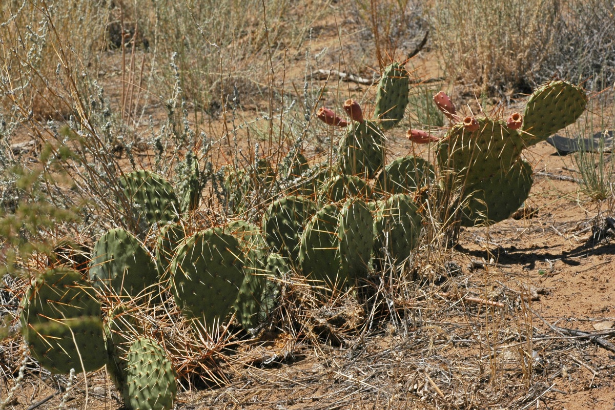 Изображение особи Opuntia tortispina.