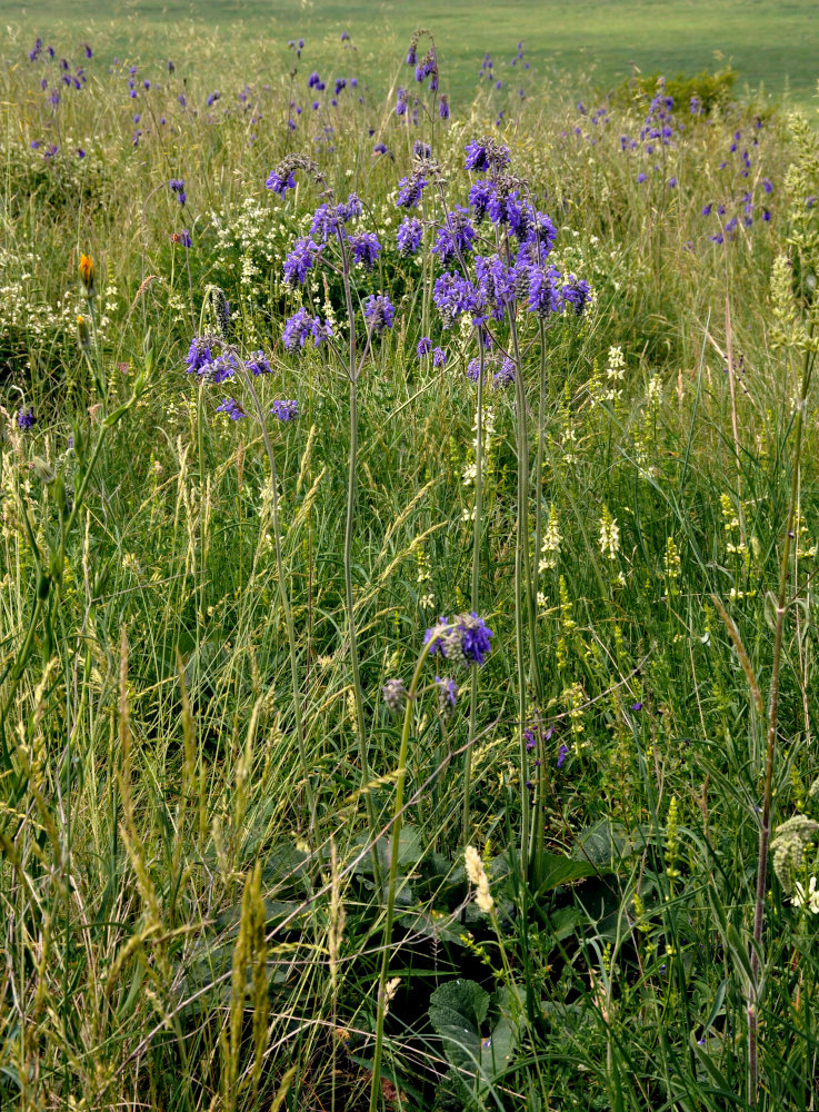 Image of Salvia nutans specimen.