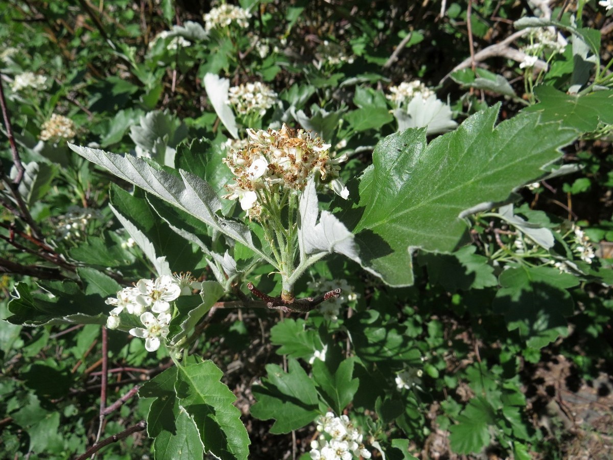 Image of Sorbus persica specimen.