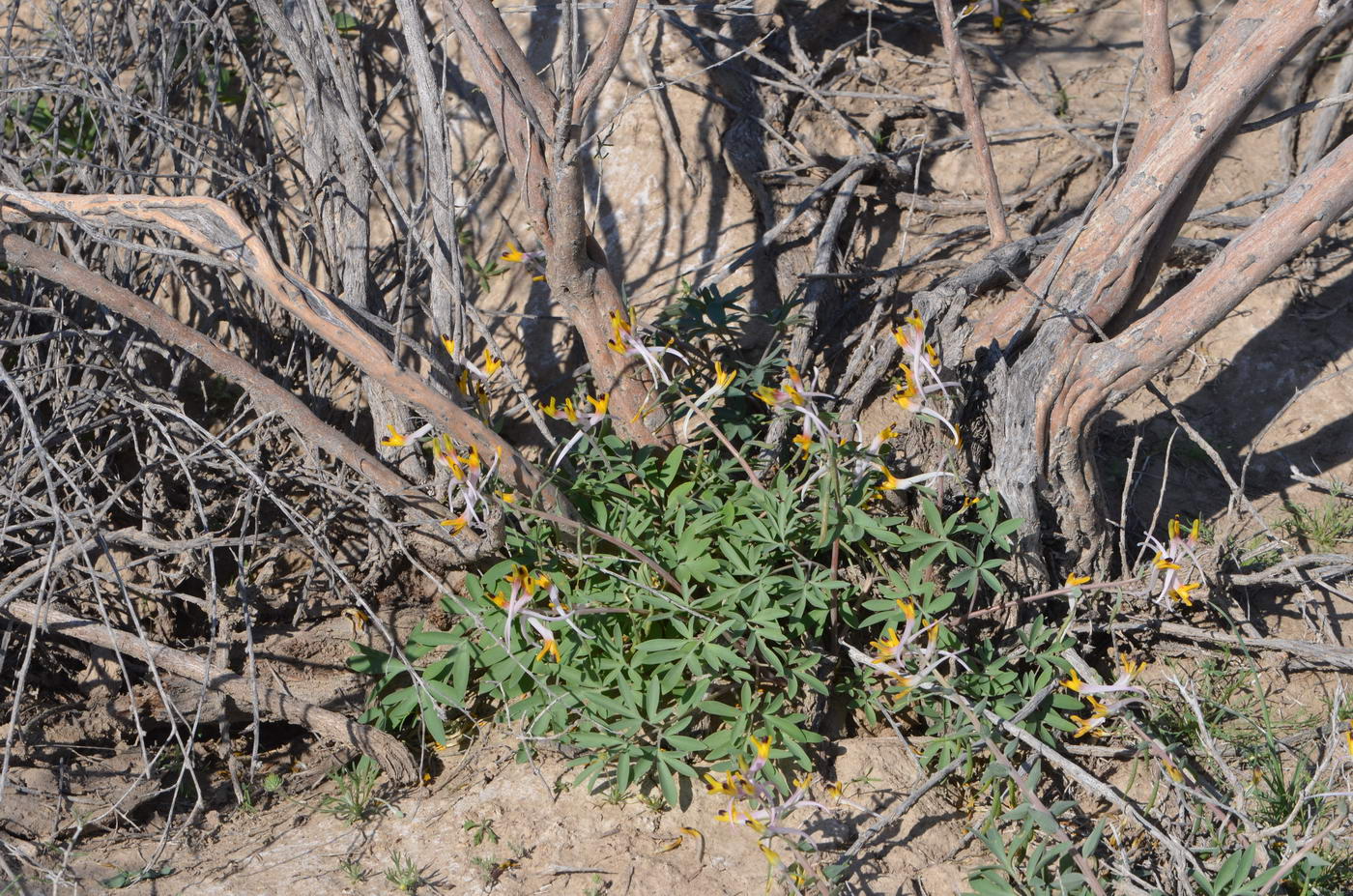 Изображение особи Corydalis ainae.