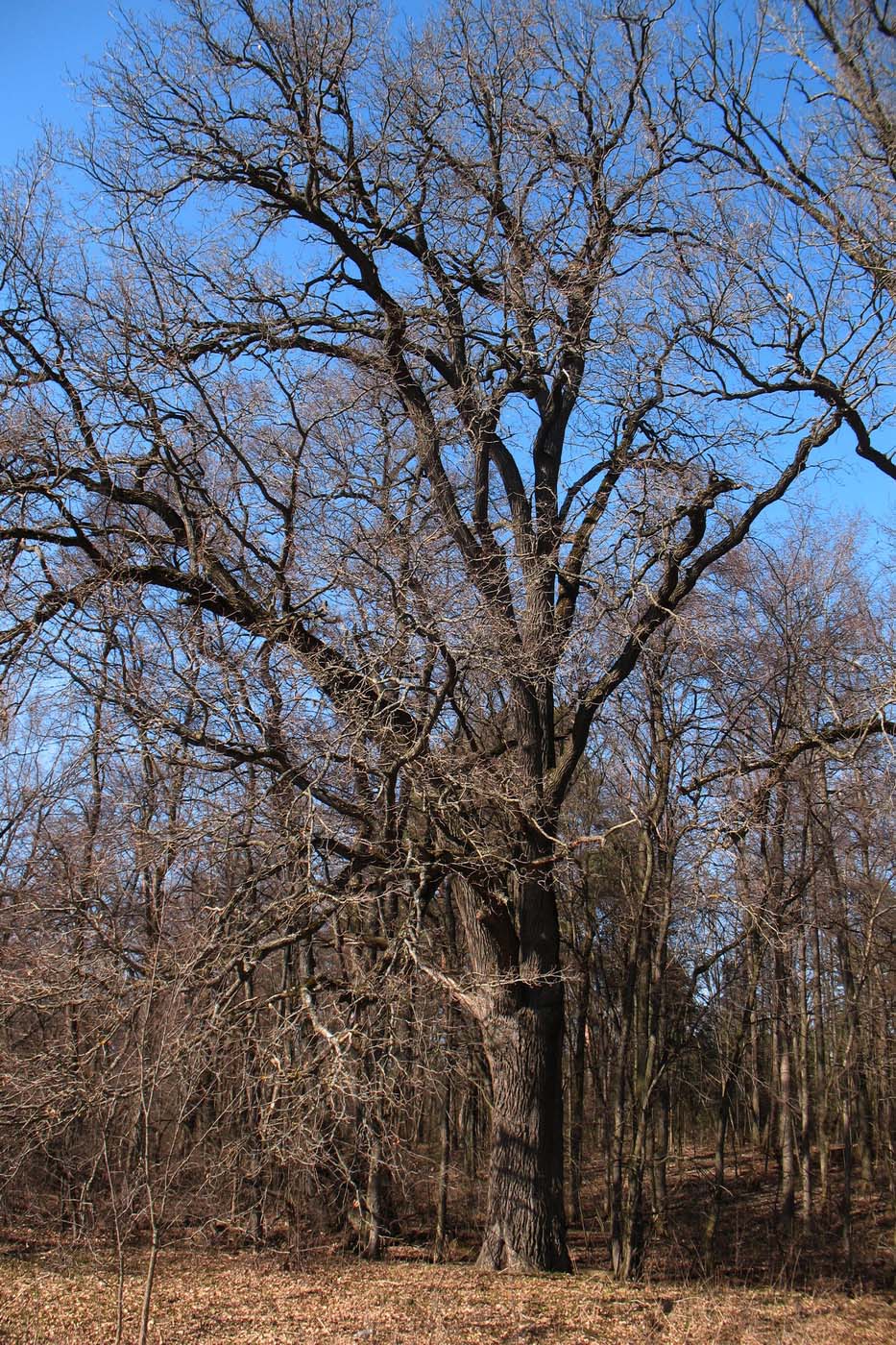 Изображение особи Quercus robur.