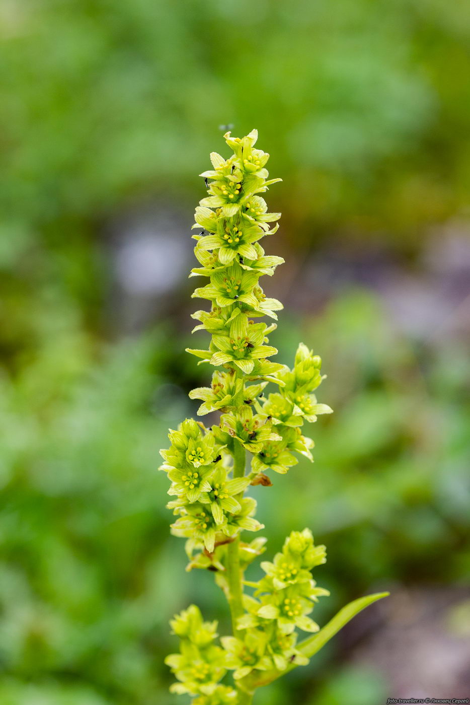 Изображение особи Veratrum lobelianum.