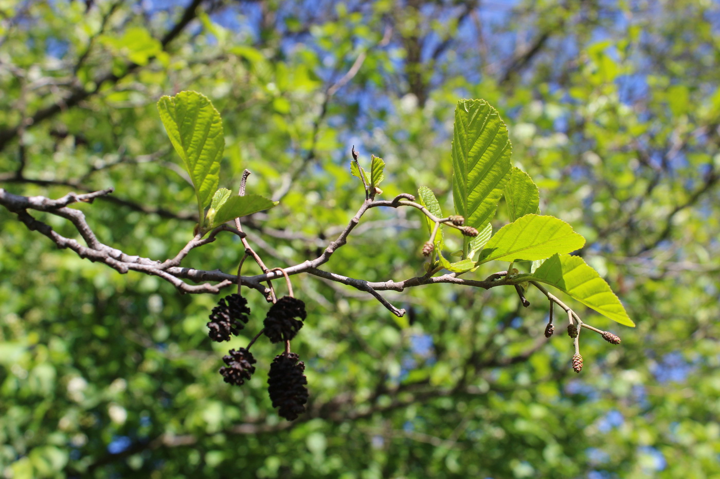 Изображение особи Alnus glutinosa.