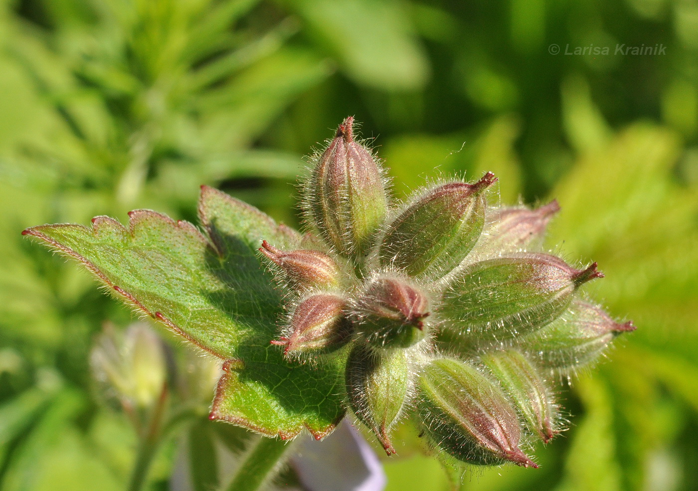 Изображение особи Geranium platyanthum.