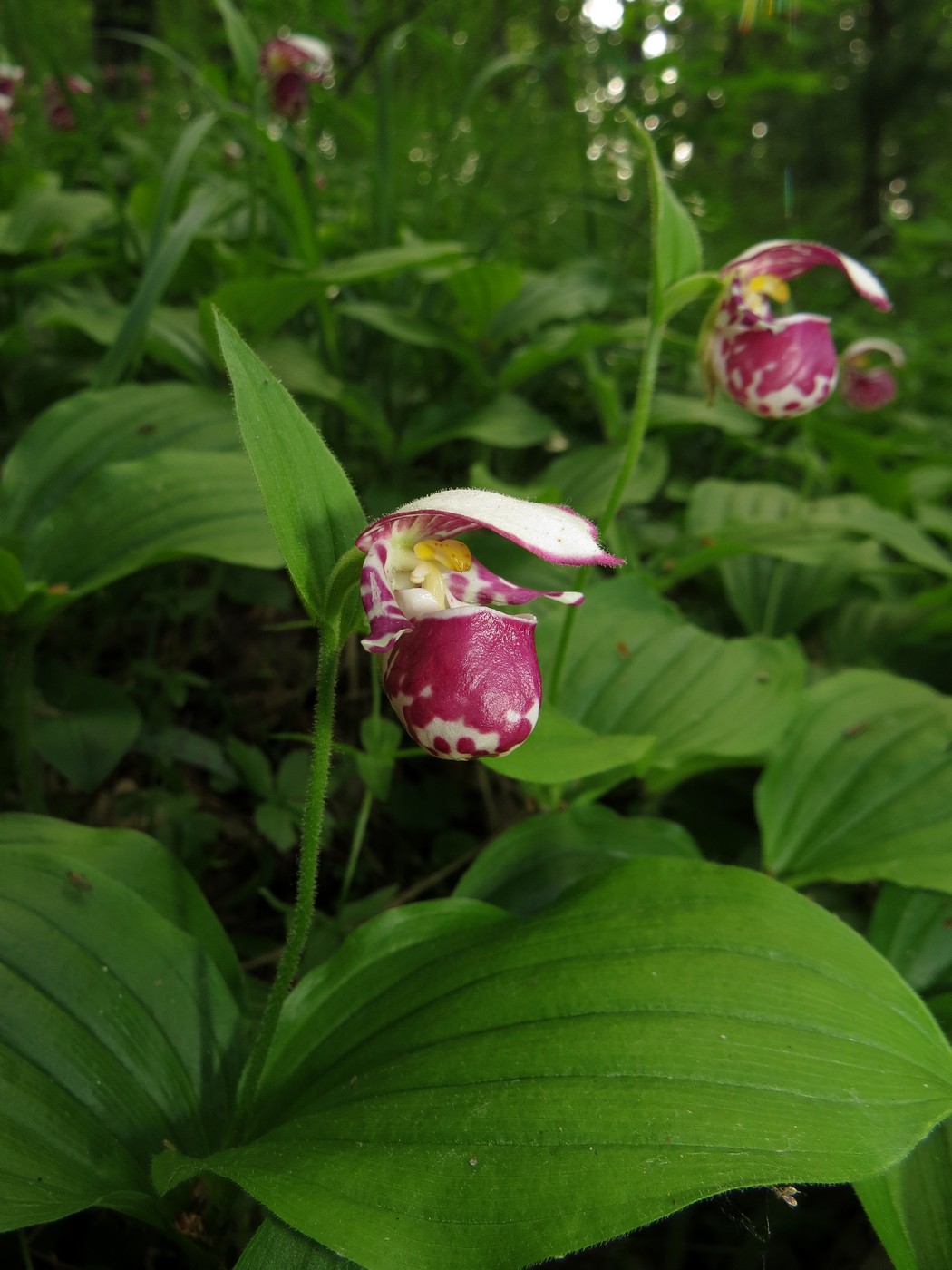 Image of Cypripedium guttatum specimen.