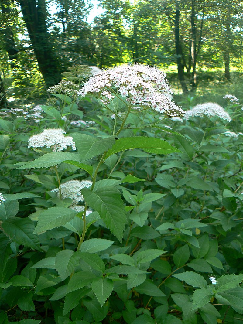 Image of genus Spiraea specimen.
