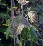 Populus alba. Лист молодого побега. Пермский край, г. Пермь, Ленинский р-н, городская эспланада, сквер, в озеленении. 06.07.2020.