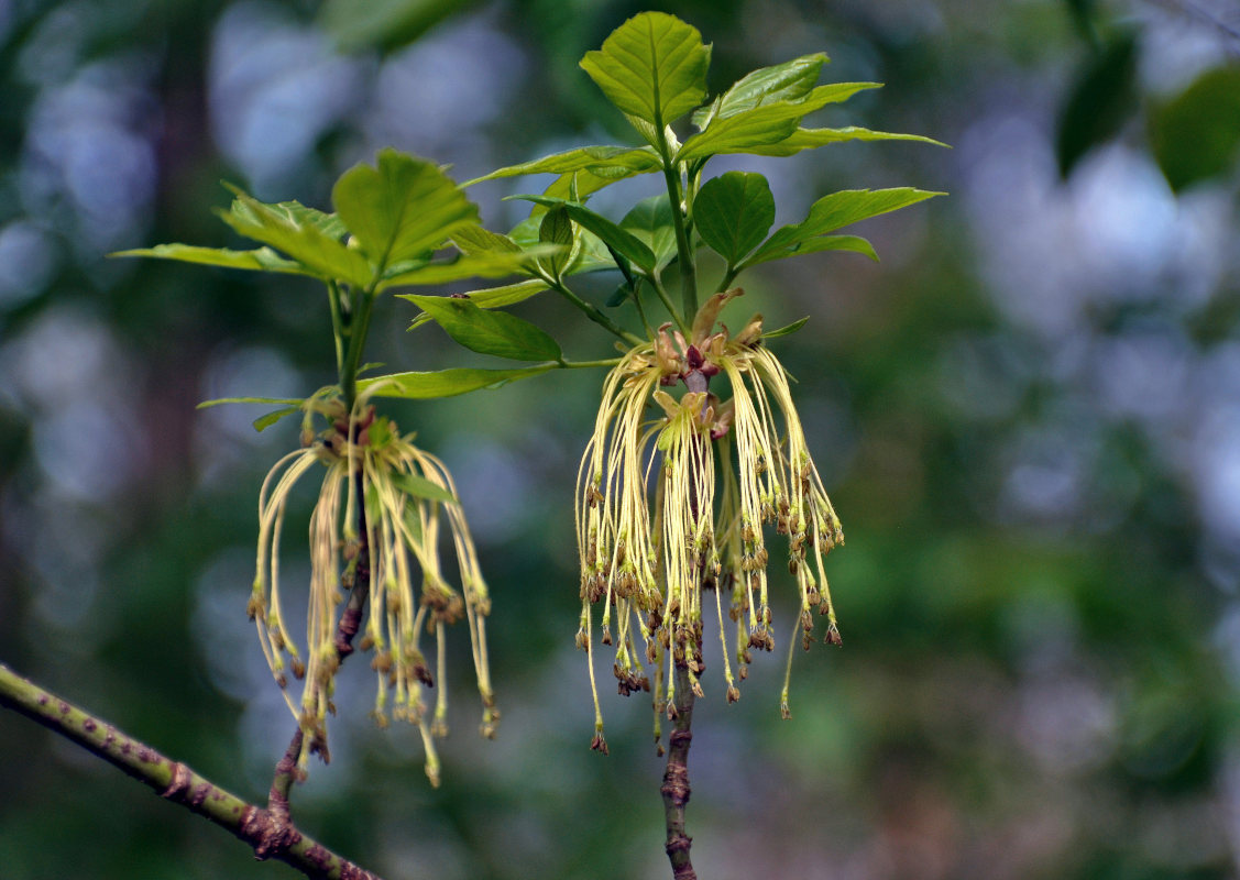 Image of Acer negundo specimen.