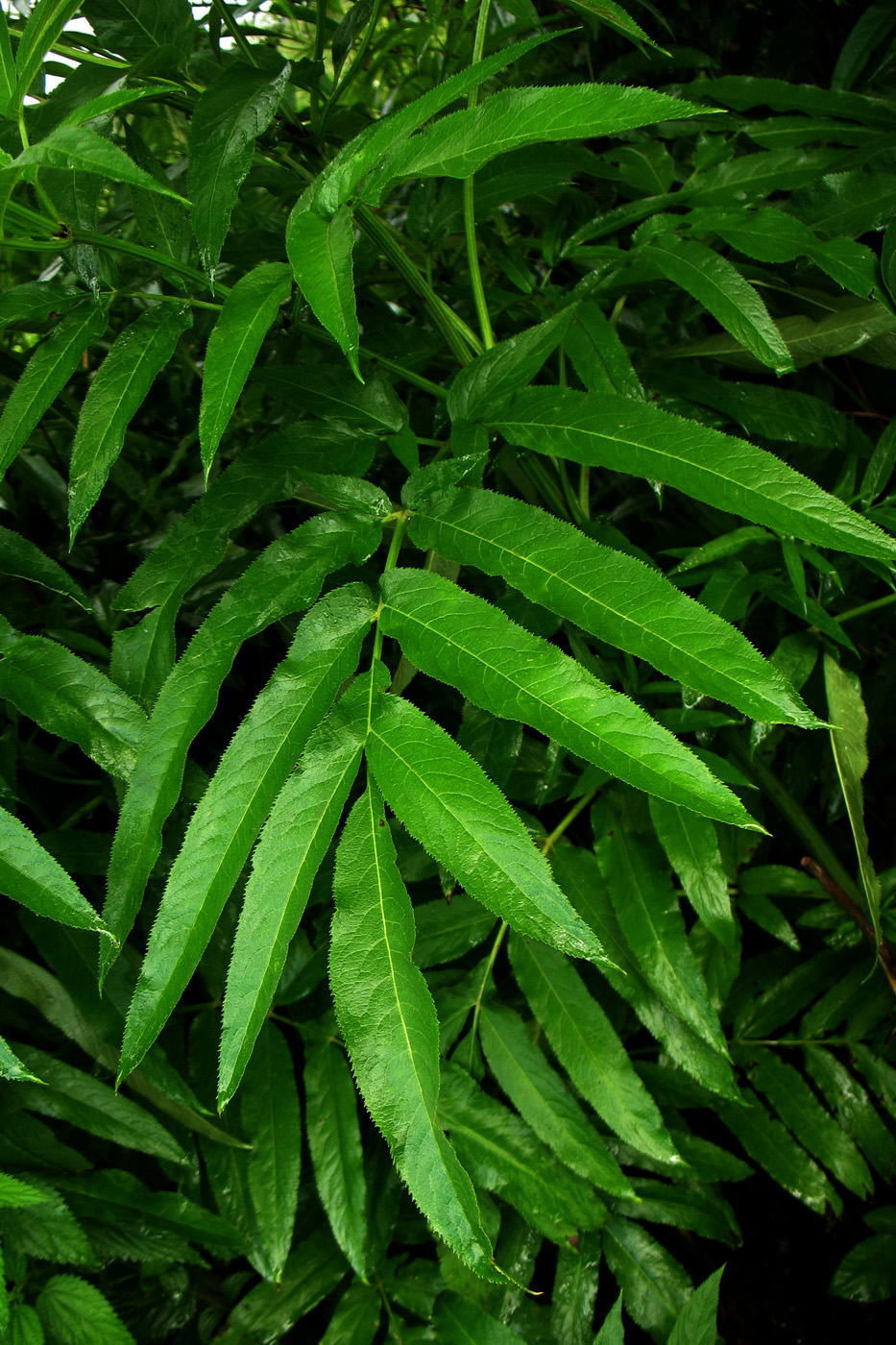 Изображение особи Sambucus ebulus.