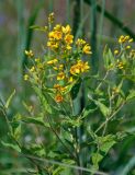 Lysimachia vulgaris. Верхушка побега с соцветием. Московская обл., Раменский гор. округ, окр. пос. Гжель, луг. 01.07.2020.