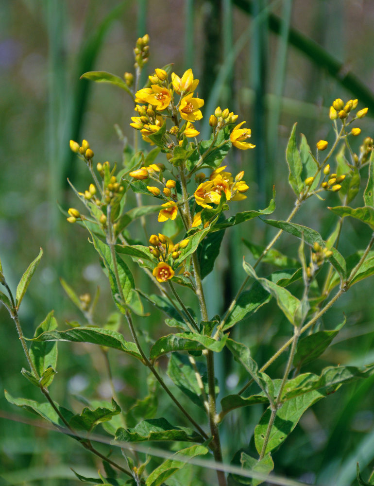 Изображение особи Lysimachia vulgaris.