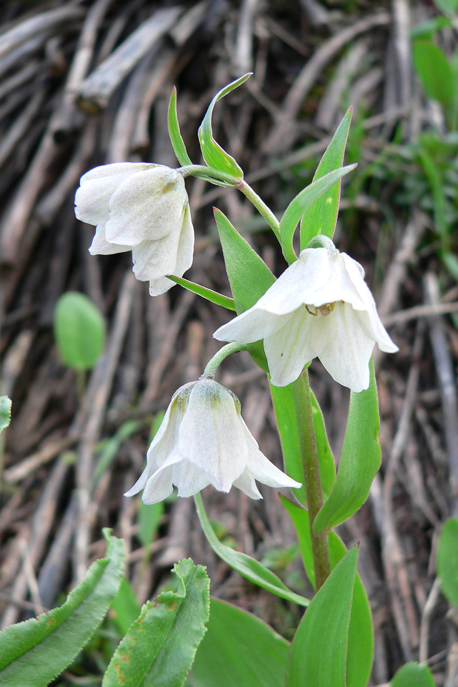 Изображение особи Rhinopetalum bucharicum.