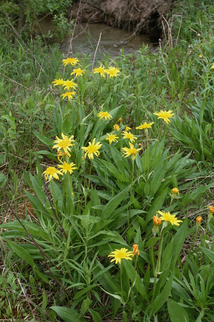 Изображение особи Scorzonera humilis.