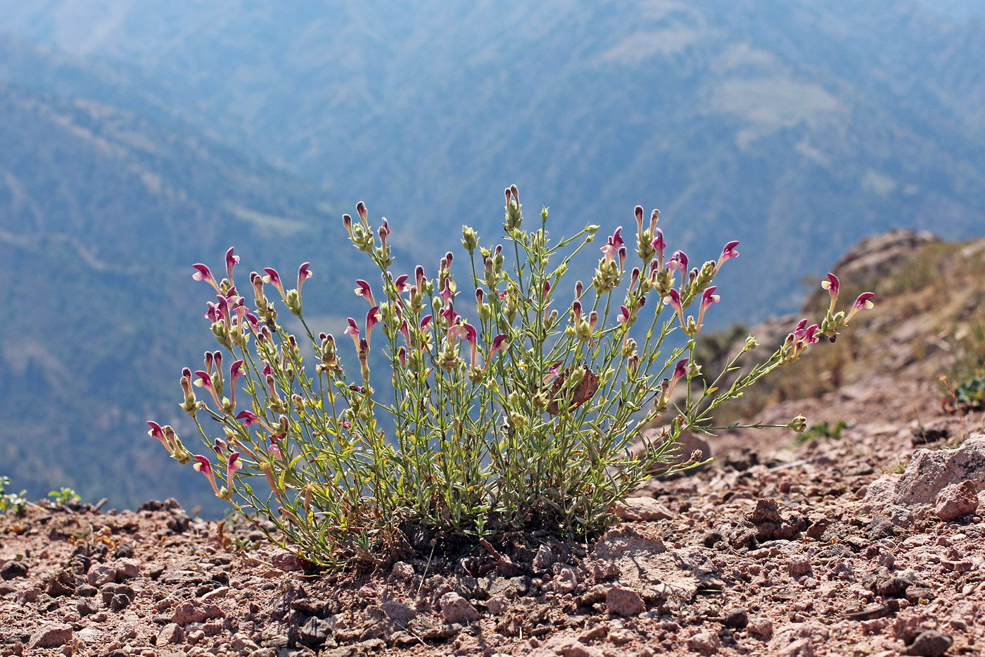 Image of Scutellaria ramosissima specimen.