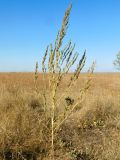 Chenopodium album