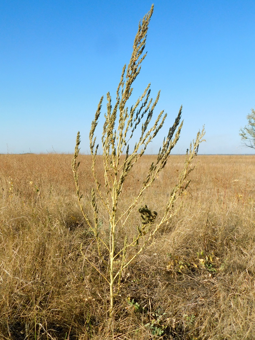 Изображение особи Chenopodium album.