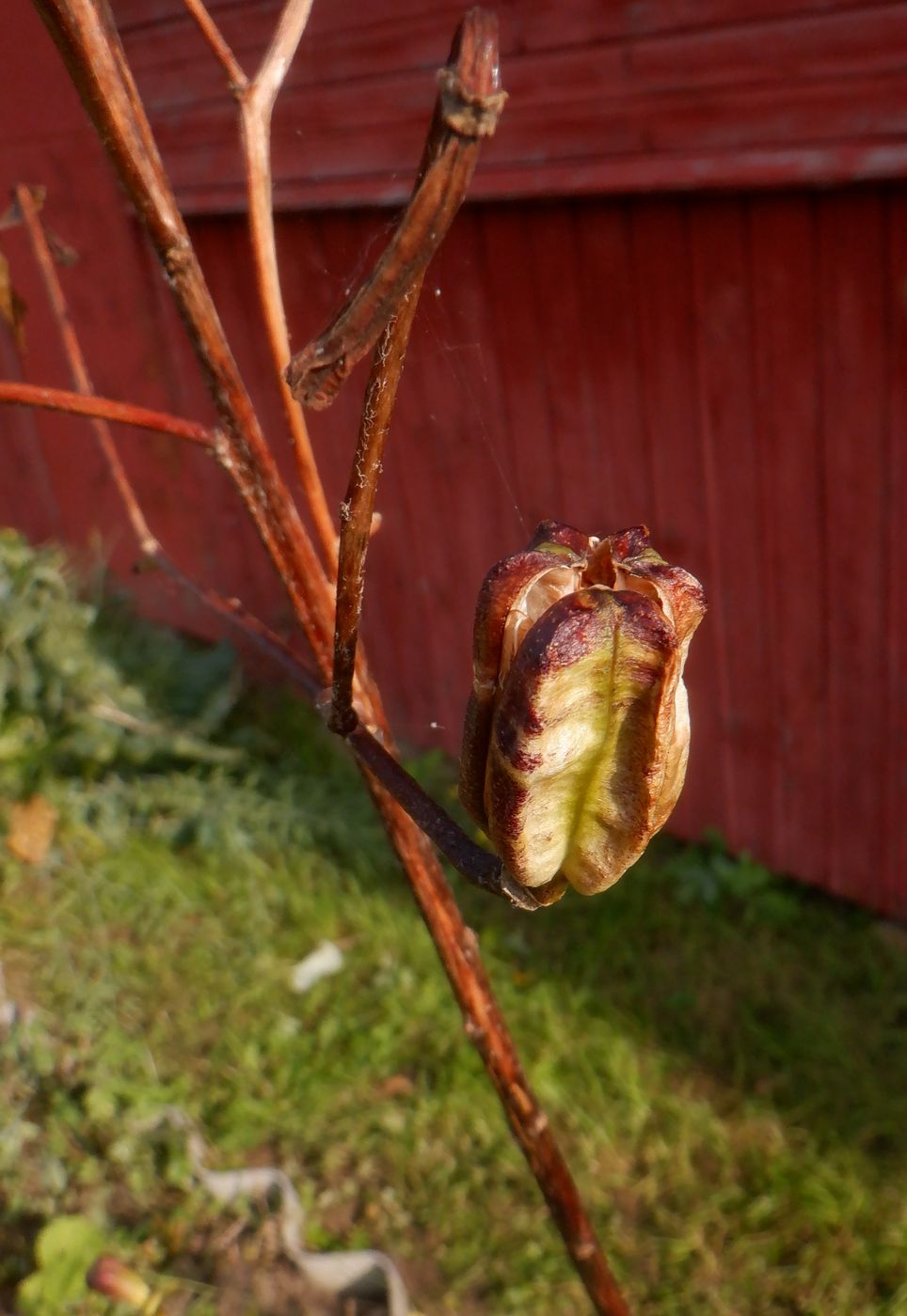 Изображение особи Lilium lancifolium.