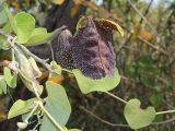 Aristolochia labiata