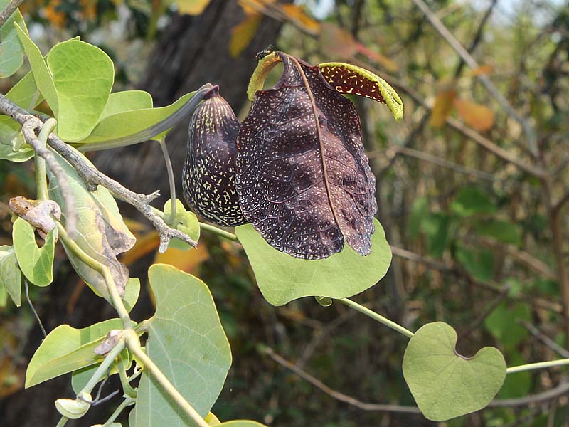 Image of Aristolochia labiata specimen.