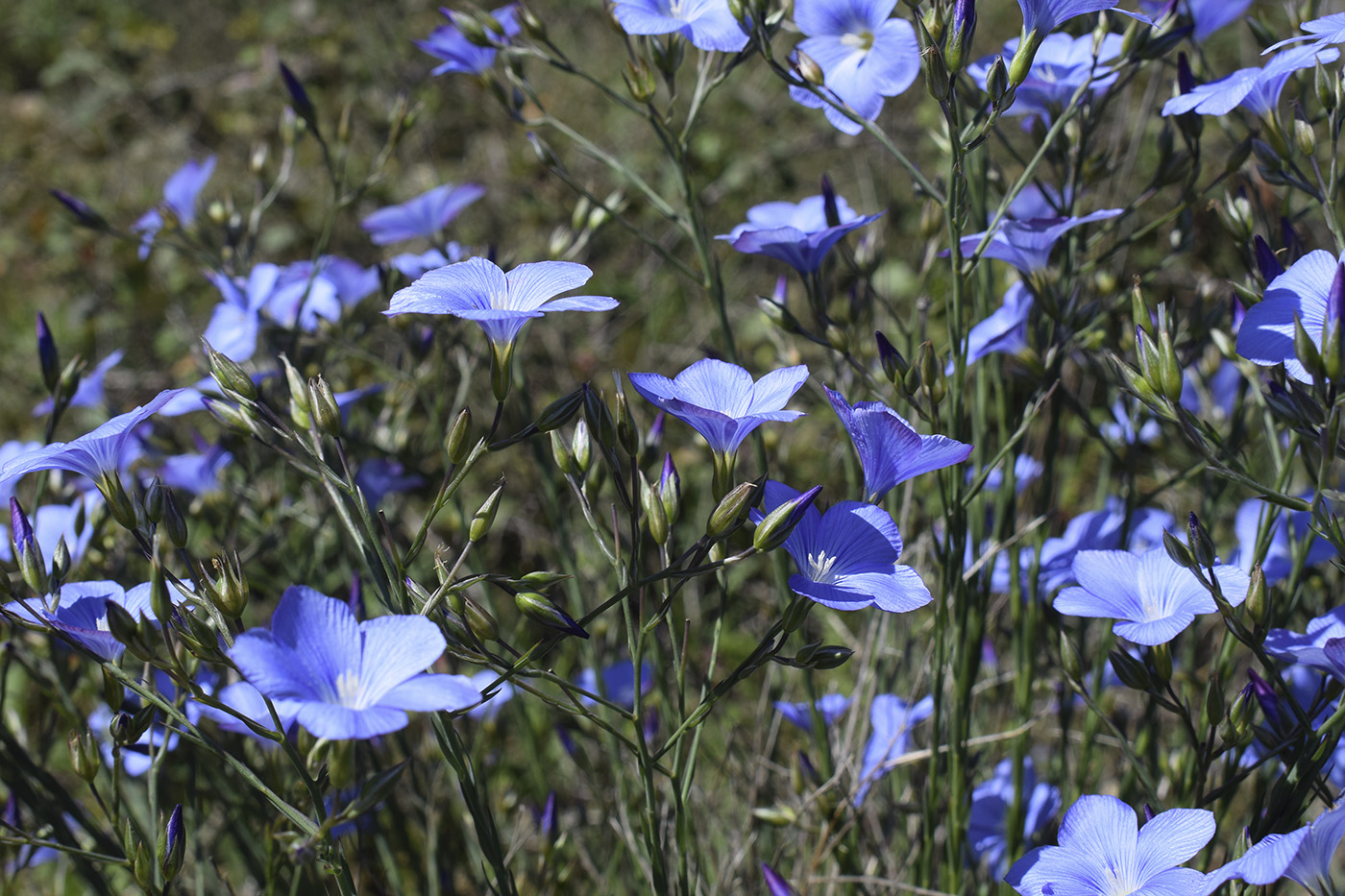 Изображение особи Linum narbonense.