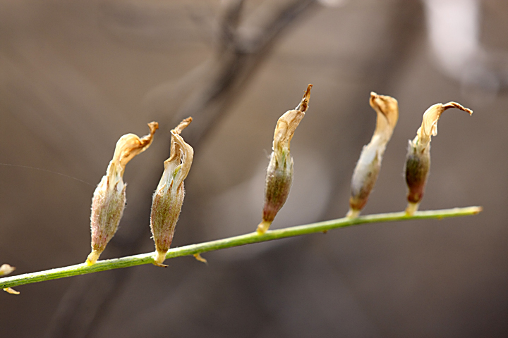 Изображение особи Astragalus macrocladus.