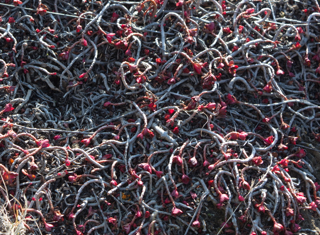 Image of genus Sedum specimen.