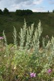 Artemisia absinthium