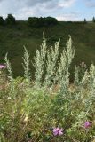 Artemisia absinthium. Растения с соцветиями на суходольном лугу. Псковская обл., окр. дер. Изборск, Труворово городище, бровка склона Велесова оврага, суходольный луг. 10.08.2020.